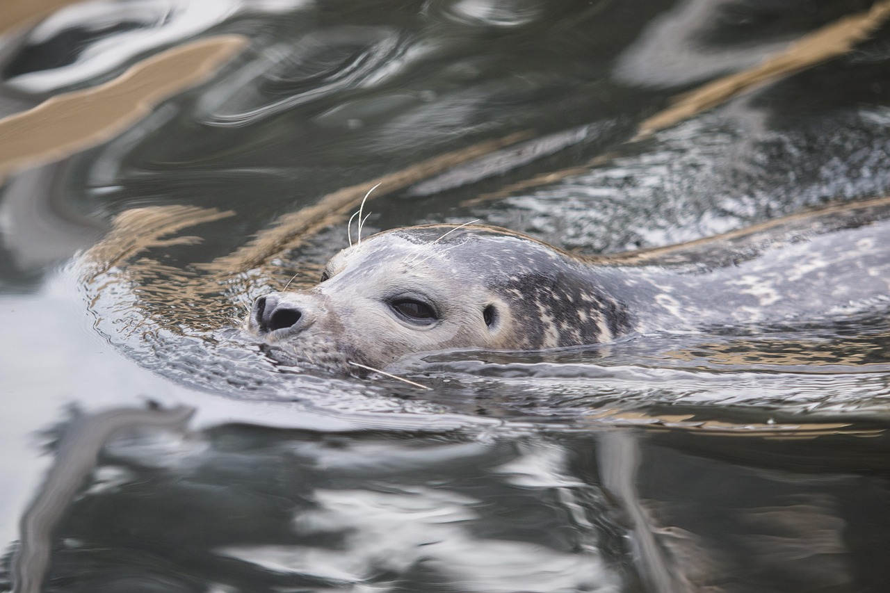 Ein Seehund schwimmt in einem Becken im Aquarium GEOMAR